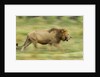 Lion walking on Savanna by Anonymous