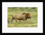 Lion walking on Savanna by Anonymous