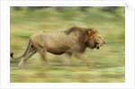 Lion walking on Savanna by Anonymous