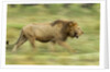 Lion walking on Savanna by Anonymous
