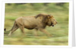 Lion walking on Savanna by Anonymous