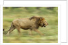 Lion walking on Savanna by Anonymous