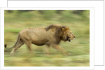 Lion walking on Savanna by Anonymous