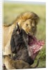 Lion feeding on Wildebeest by Corbis