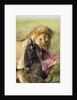 Lion feeding on Wildebeest by Anonymous