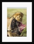 Lion feeding on Wildebeest by Corbis