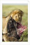 Lion feeding on Wildebeest by Corbis