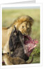 Lion feeding on Wildebeest by Corbis