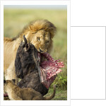 Lion feeding on Wildebeest by Corbis