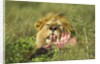 Lion feeding on Wildebeest by Anonymous