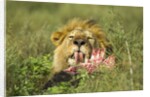 Lion feeding on Wildebeest by Anonymous