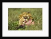 Lion feeding on Wildebeest by Anonymous