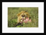 Lion feeding on Wildebeest by Anonymous