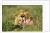 Lion feeding on Wildebeest by Anonymous