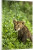 Lion cub by Anonymous