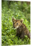 Lion cub by Anonymous