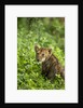 Lion cub by Anonymous