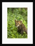 Lion cub by Anonymous