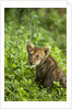 Lion cub by Anonymous