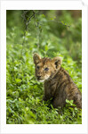 Lion cub by Anonymous