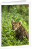 Lion cub by Anonymous