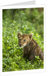 Lion cub by Anonymous