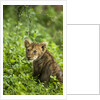 Lion cub by Anonymous
