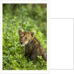 Lion cub by Anonymous