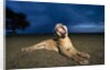 Lioness at dusk by Anonymous