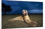 Lioness at dusk by Anonymous