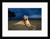 Lioness at dusk by Anonymous