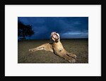 Lioness at dusk by Anonymous