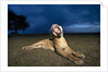 Lioness at dusk by Anonymous