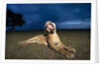 Lioness at dusk by Anonymous
