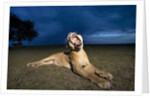 Lioness at dusk by Anonymous