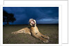 Lioness at dusk by Anonymous