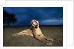 Lioness at dusk by Anonymous