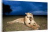 Lioness and cub by Anonymous