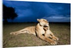Lioness and cub by Anonymous