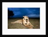 Lioness and cub by Anonymous