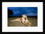 Lioness and cub by Anonymous