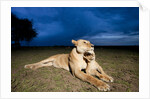 Lioness and cub by Anonymous