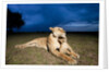 Lioness and cub by Anonymous