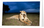 Lioness and cub by Anonymous