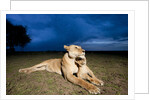 Lioness and cub by Anonymous