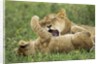 Lion cubs playing by Anonymous