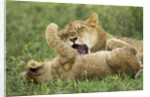 Lion cubs playing by Anonymous