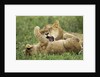 Lion cubs playing by Anonymous