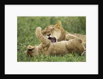Lion cubs playing by Anonymous
