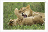 Lion cubs playing by Anonymous